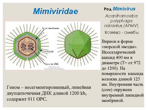 Систематика вирусов простейших Вирусы простейших С одноцепочечной