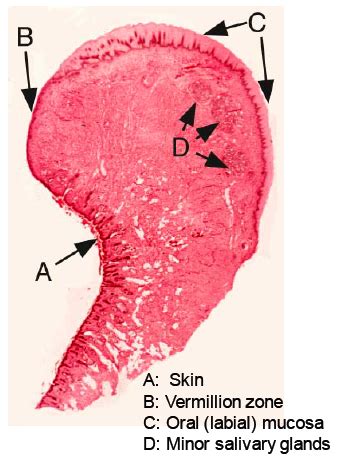 Histo Oral Cavity Flashcards Quizlet