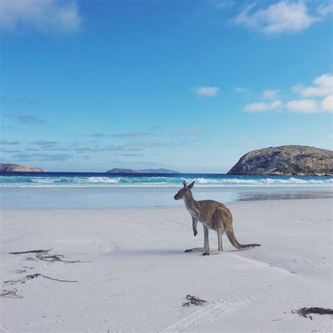 Kangaroo on the beach!! : r/travelphotos