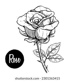 Rose Flower Hand Drawing Sketch Vintage Stock Vector Royalty Free