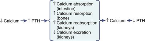 Nursing Assessment Endocrine System Nurse Key