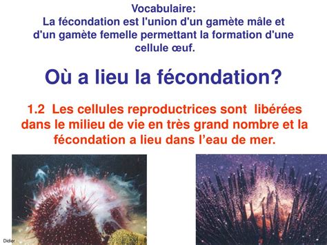 Ppt Activité 1 Comment Se Déroule La Reproduction Sexuée Chez L Oursin Powerpoint Presentation