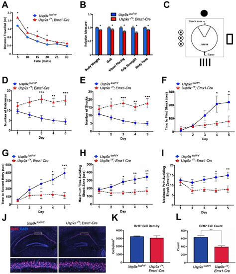 Behavioral Deficits In Usp X Knockout Mice A Adult Usp X