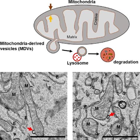 Schematic Model And Electron Microscopic Image Of Mitochondrial Derived