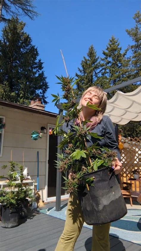 How to Wash Your Outdoor Cannabis Buds After Harvest - Reefertilizer