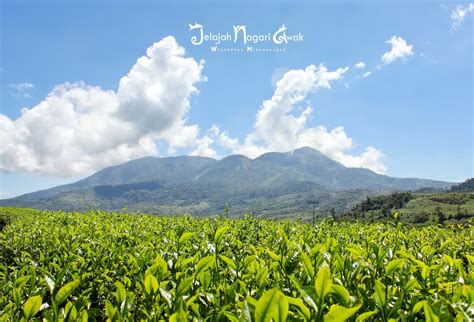 Jelajah Nagari Awak Hamparan Kebun Teh Danau Kembar Akan Membuatmu