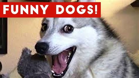 Funny Dogs Compilation 2017 Best Funny Dog Videos Ever Video