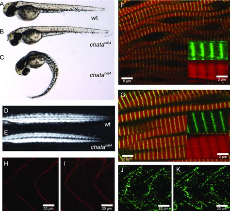 Phenotype Of Chata Tk64 Wild Type Embryo A Chata Tk64 Mutant 3