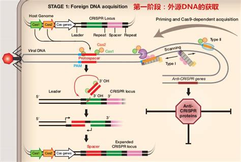 图解 Cell三篇牛文详解crispr两大家族及操作法则 搜狐