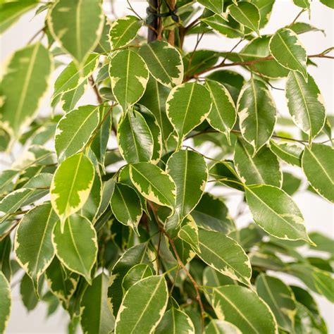 Ficus Benjamina Goldenking Anastasia Hello Plants