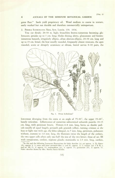 Persea Schiedeana Images Useful Tropical Plants