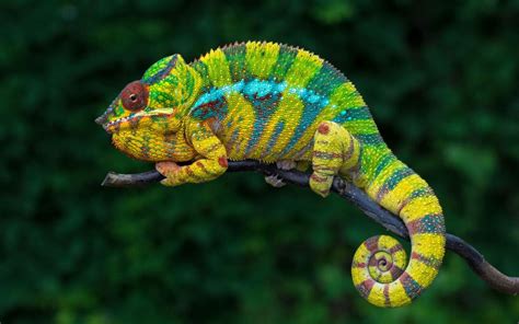 Panther Chameleon Facts Habitat And Behavior