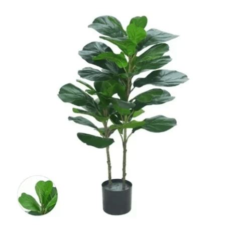 Árvore ficus lyrata alt 1 20 m