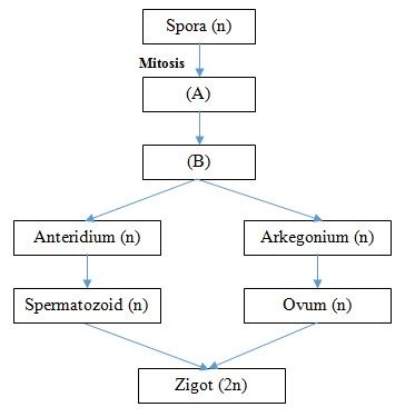 Perhatikan Skema Metagenesis Tumbuhan Berikut