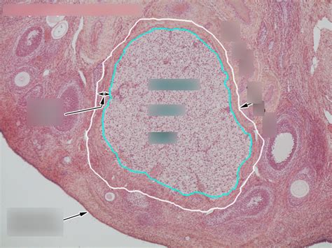 Ovary Corpus Luteum 40x Diagram Quizlet