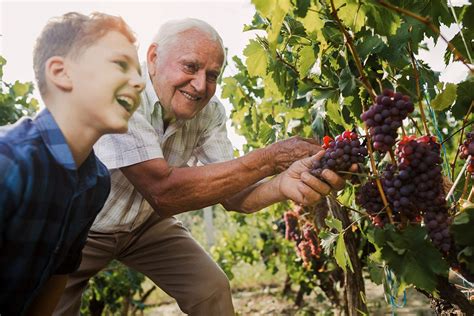 Piccoli Vignaioli Crescono Al Castello Di Grumello La Vendemmia Dei