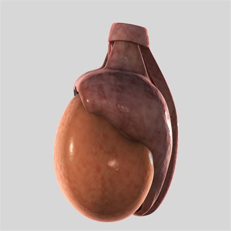 Testis 3d Model