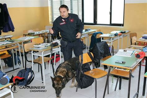 Controlli Anti Droga Nelle Scuole Superiori Di Casarano Rinvenute Dosi