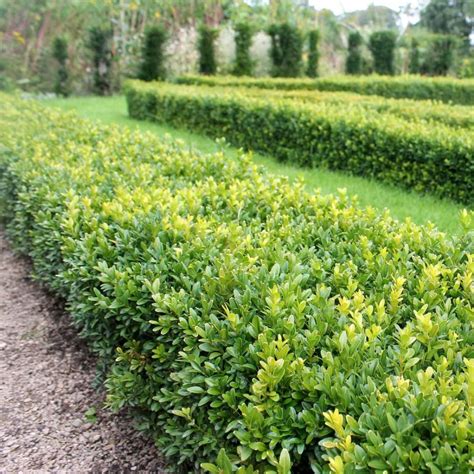 Buxus Sempervirens