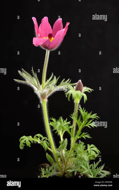 Pulsatilla rote glocke Fotos und Bildmaterial in hoher Auflösung Alamy