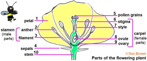 Structure Function Flower Parts Flowering Plant Anther Stigma Carpel