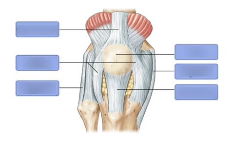 The Right Knee Joint Anterior View Superficial Layer Diagram Quizlet