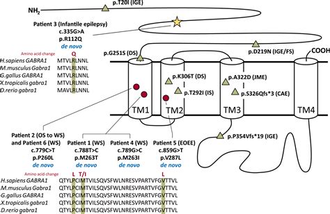 De Novo Gabra1 Mutations In Ohtahara And West Syndromes Kodera 2016