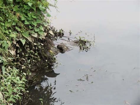 こういう所で見れたらやっぱり嬉しいじゃないですか Corvidae and Team Garden Birds ｶﾗｽ科とﾁｰﾑ