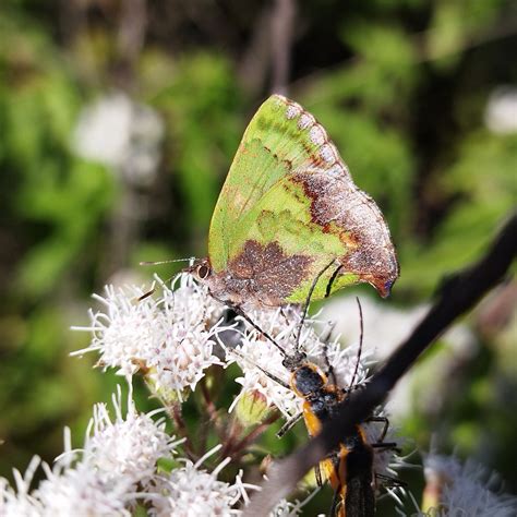 stained greenstreak  victoria municipality guanajuato mexiko