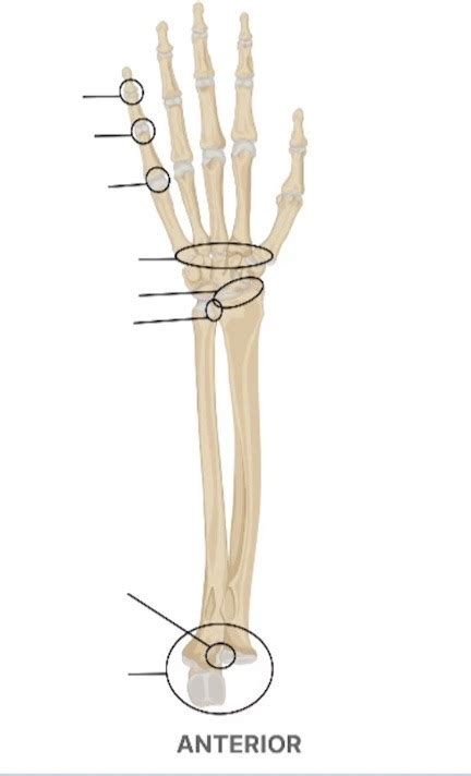 Joints Of The Distal Upper Limb Elbow And Radioulnar Joints Diagram