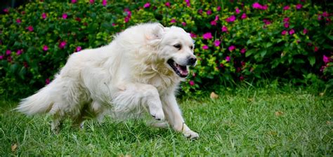 Elevage De Golden Retriever Landes Domaine De Pinsolle