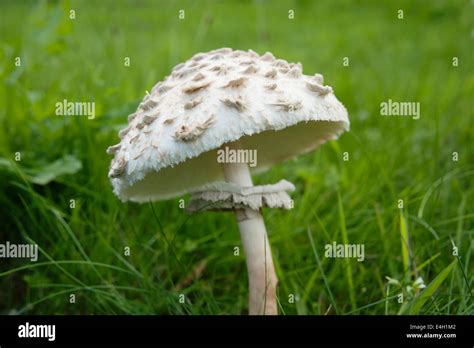 agaricus arvensis stock photo alamy