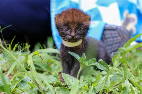 Filhotes De Gato Mourisco Recebem Cuidados No Hospital Veterin Rio Da