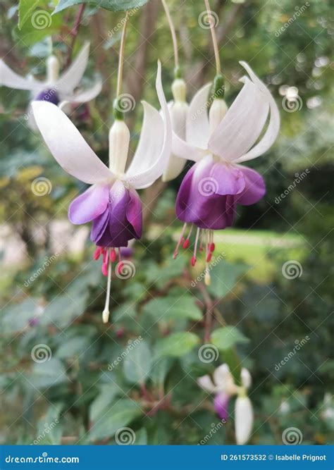 Purple Fuchsias In The Garden Stock Photo Image Of Garden Pink