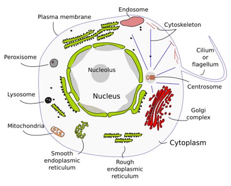 The Cell 1 Introduction Atlas Of Plant And Animal Histology