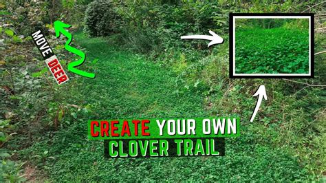 How To Make A Clover Food Plot Trail Youtube