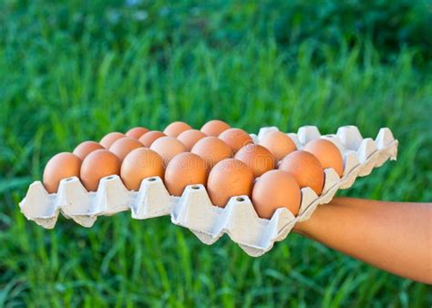 Hand Hold Egg Tray Stock Image Image Of Celebration 41209017