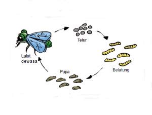 Daur Hidup Lalat dan Faktor yang Mempengaruhi - DosenBiologi.com