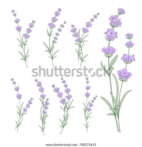 Set Lavender Flowers Elements Collection Lavendula Stock Vector