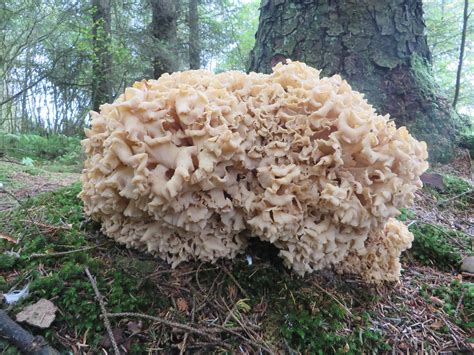 Mushrooms Fungus Lichens Moss And Molds Vhh Twenty Four Flickr