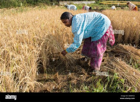 Indian Women Cutting Rice In The Middle Of A Ripe Paddy Field With A