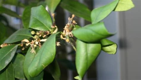 Pourquoi Les Feuilles De Citronnier Se Courbent Elles La Vraie Cause