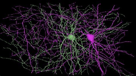 New Brain Map Charts Every Component In the Biological Universe ...