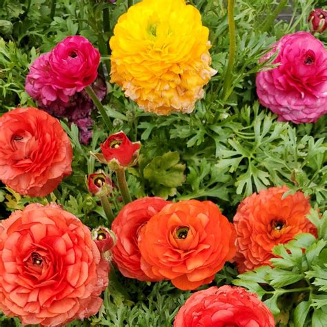 Ranunculus Asiaticus Aviv Mix