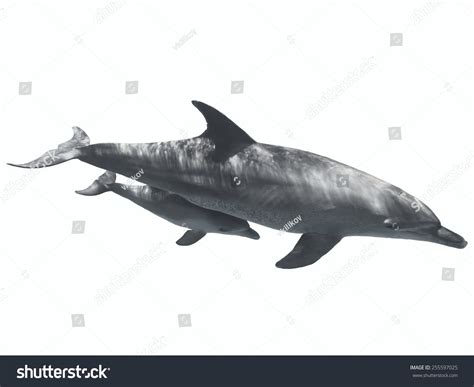 Two Swimming Dolphins (Mother And Baby) Isolated On White Background ...