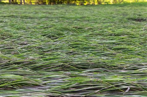 Premium Photo Flood Water Runoff And Wash Away Agriculture Field And Crop