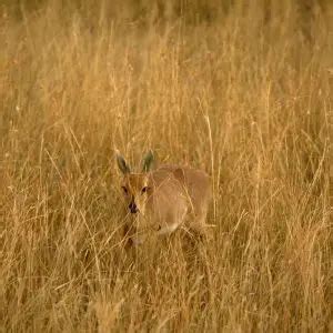 Oribi - Facts, Diet, Habitat & Pictures on Animalia.bio