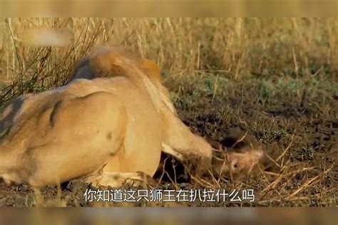 母狮捕猎受伤，带着小狮子被鬣狗围攻，狮王疯狂报复