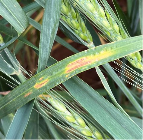 Wheat Disease Update May Oklahoma State University