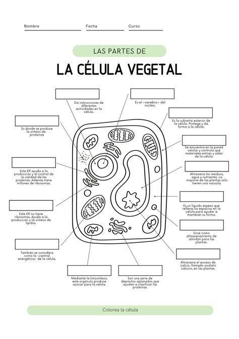 Las partes de la célula animal y vegetal Science classroom Cells